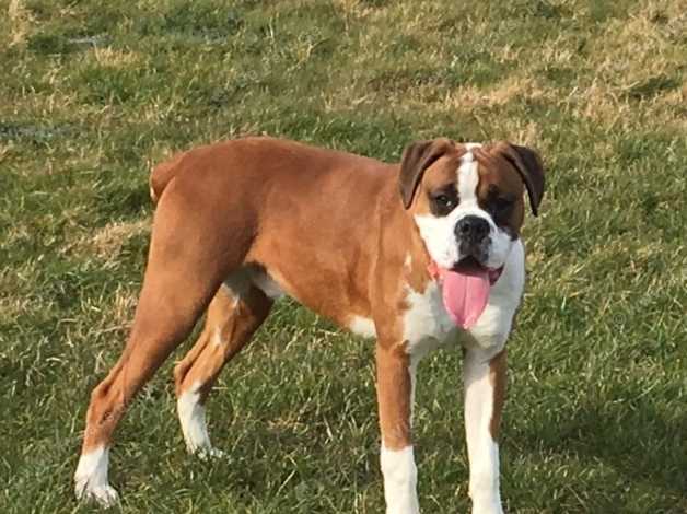 Bobtail boxer hot sale breeders