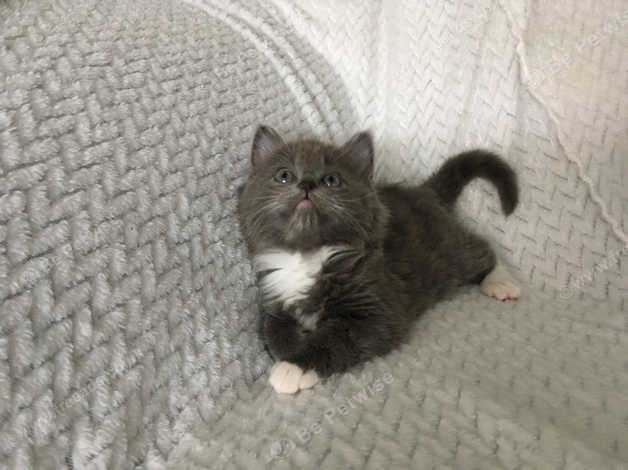 Gorgeous Long Haired Grey Ragdoll Cross Boy Vet Checked Can