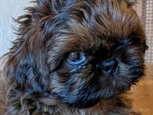 all black shih tzu puppy for sale