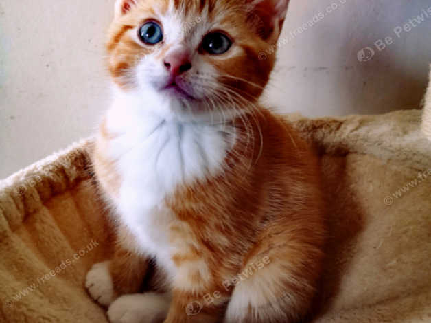 Crossed British Short Hair Kittens For Sale In Wolverhampton On