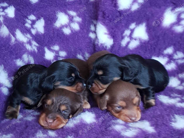 Long Haired Miniature Dachshund Puppies In Monmouthshire On