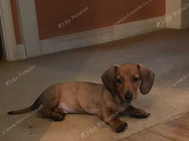 Xx Stunning Miniature Dachshund Puppies In Romford On Freeads