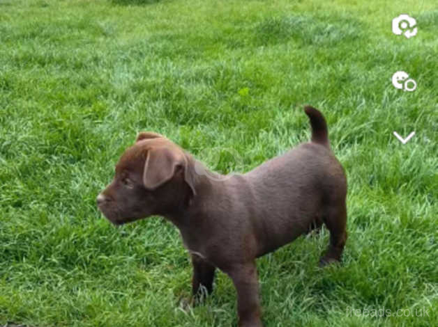 Chocolate patterdale terrier sales puppies for sale