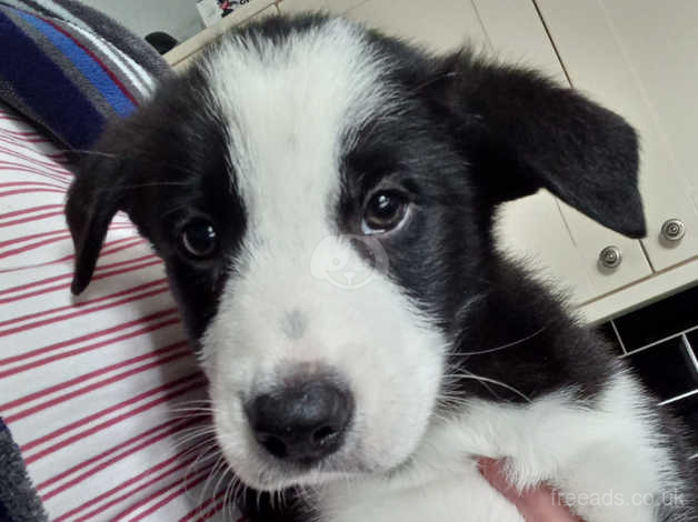 9 week old store border collie puppy