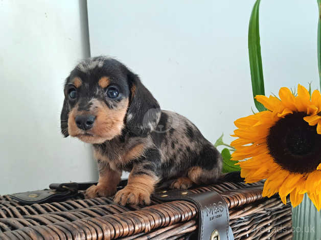 Kennel club miniature long haired dachshund puppies 2024 for sale