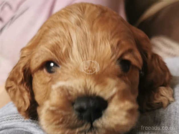 yankee-doodle-american-cockerpoo-puppies-for-sale-in-cwmbran-on