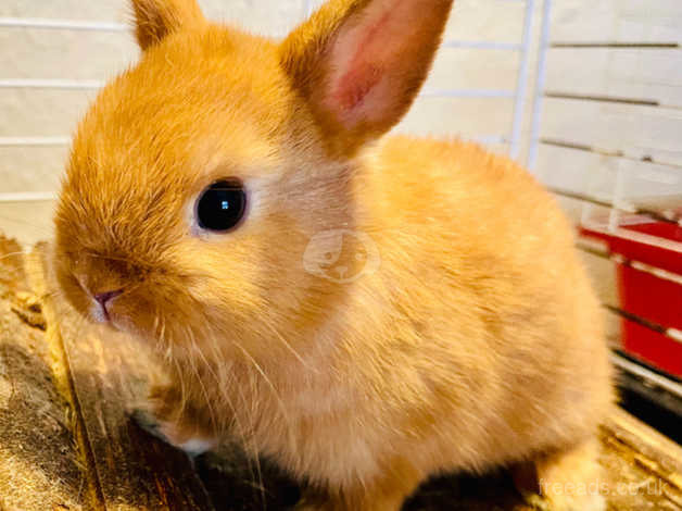 Orange netherland dwarf clearance rabbit for sale