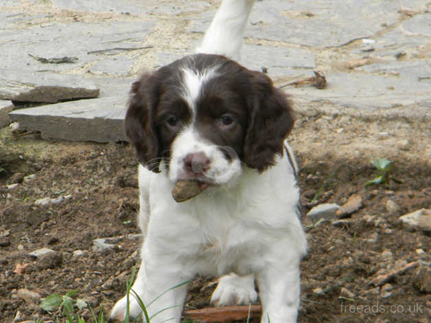 Badgercourt springer hot sale spaniels for sale