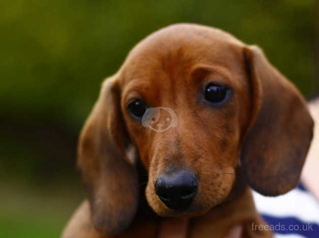 dachshund for sale
