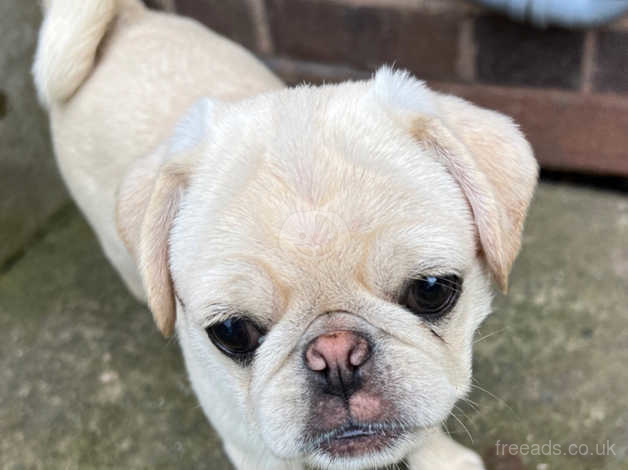 Kc registered pug clearance puppies for sale