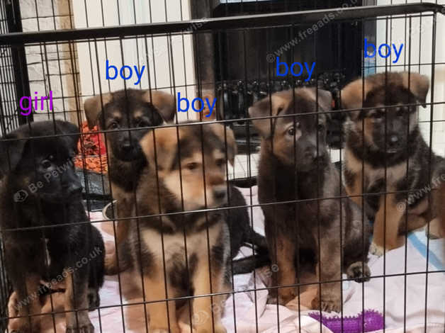 Beautiful Akita X German Shepherd Puppies For Sale in South Shields on