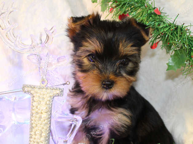 Little paws yorkie store rescue