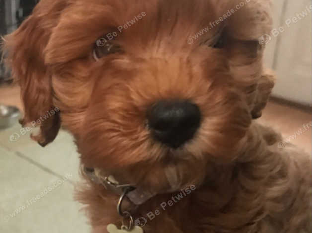 F4 cockapoo hot sale