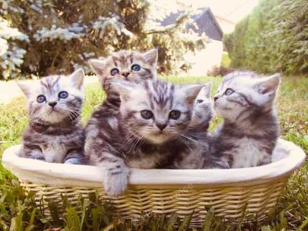 British Shorthair Silver Tabby Kittens In Horley Rh6 On Freeads