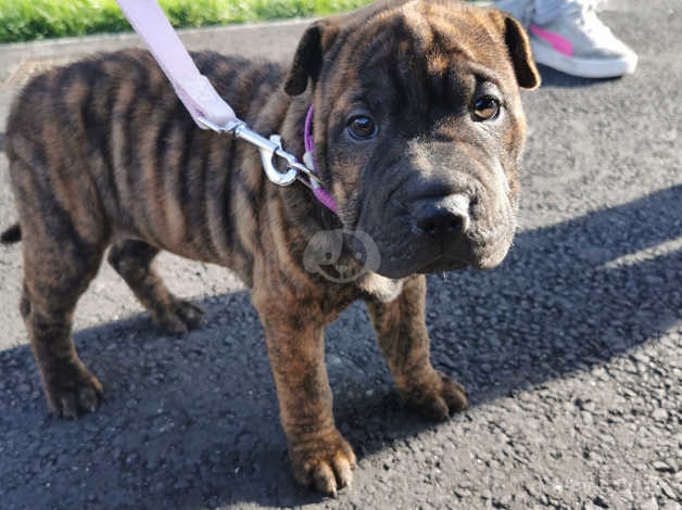 Staffy x hot sale shar pei puppy