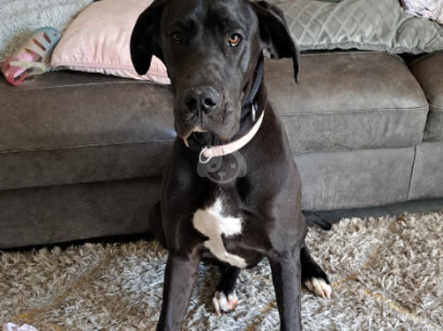 7 month best sale great dane