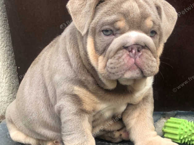 Lilac and fashion tan english bulldog for