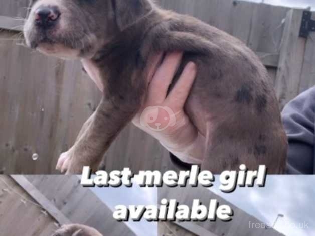 Blue bandog hot sale puppies for sale