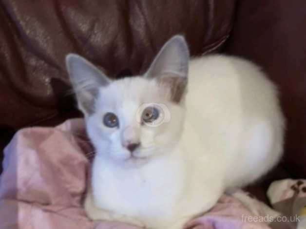 Absolutely Stunning Siamese X Ragdoll Kittens In Llangadog Sa19 On