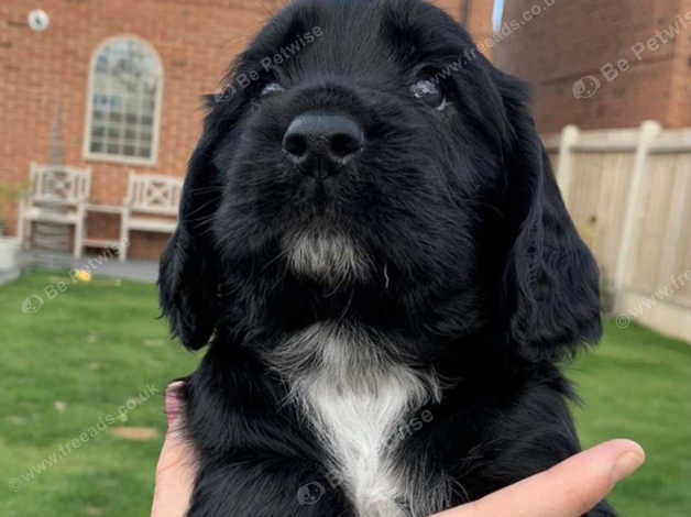 pedigree working cocker spaniel puppies