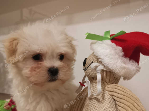 Havanese hot sale x maltese