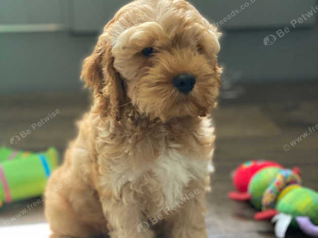 American 2024 toy cockapoo