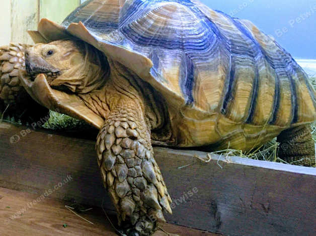 Large Male Sulcata For Sale in Worksop S81 on Freeads Classifieds ...