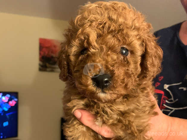 fox red toy poodle