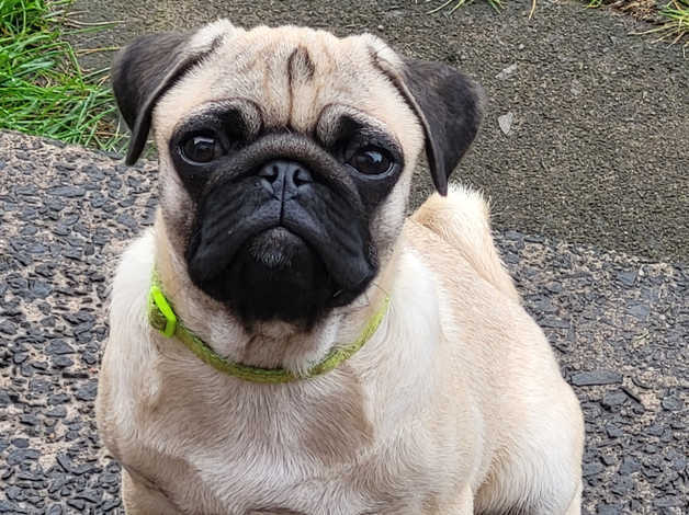 Kc store pug puppies