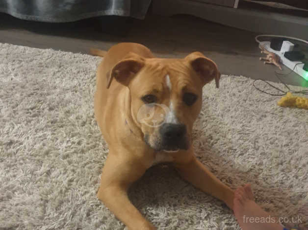 Bullmastiff staffordshire hot sale bull terrier mix