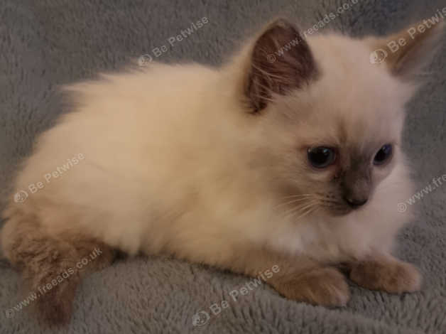 8 week store old ragdoll kitten