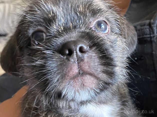 Shih tzu french store bulldog mix puppies