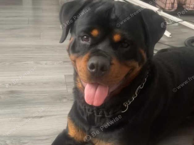 Pablo in Hatfield AL10 on Freeads Classifieds - Rottweilers classifieds