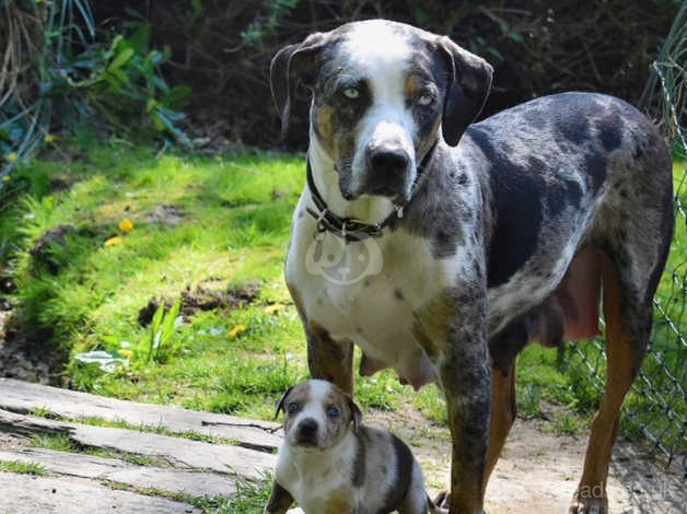 catahoula leopard hound for sale