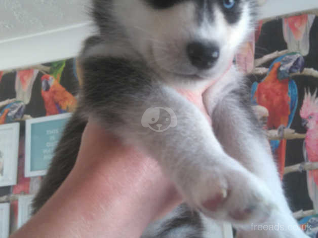 Female Siberian Husky 8 Weeks Old In Leamington Spa On Freeads