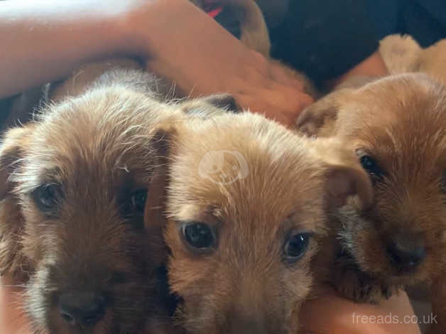 Norfolk Terrier X Jack Russell Puppies In Preston Pr4 On Freeads Classifieds Norfolk Terriers Classifieds