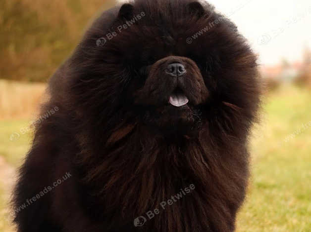 Chow chow liverpool best sale