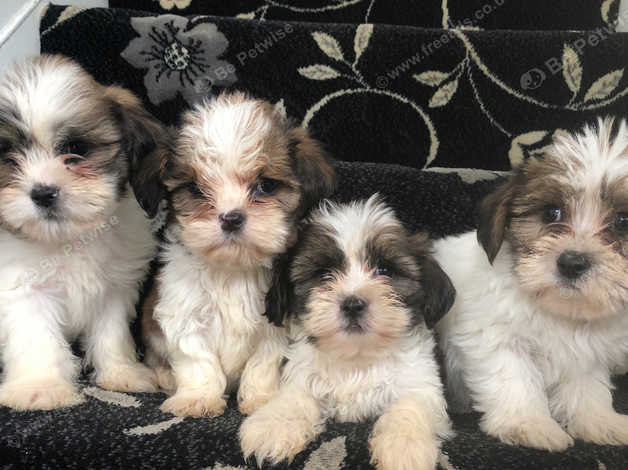 Shihtzu X Bichon Puppies 1 Boy Left in Swanley on Freeads Classifieds ...