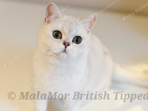 Black tipped best sale british shorthair