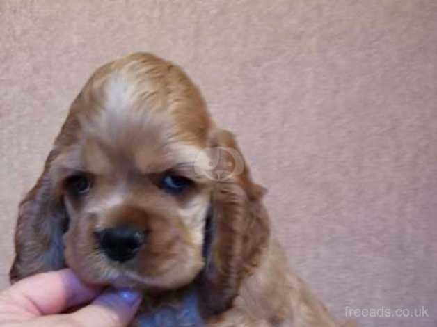 Buff american cocker spaniel puppies best sale for sale