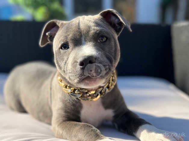 Buy blue sales staffordshire bull terrier