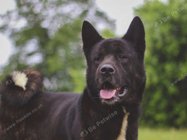 Adult Male American Akita Looking For Forever Home in Dudley on Freeads