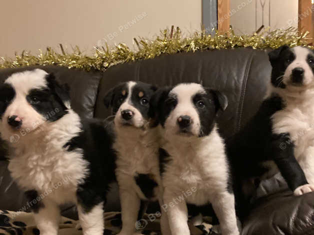 Isds border hot sale collies for sale