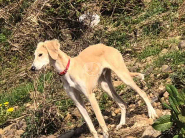 Pure saluki hot sale for sale