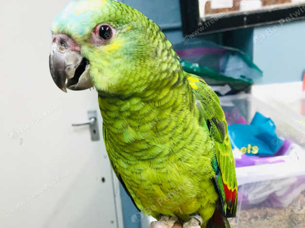 Hand Tame Baby Blue Front Amazon Talking Parrot in Nottingham NG4 on ...