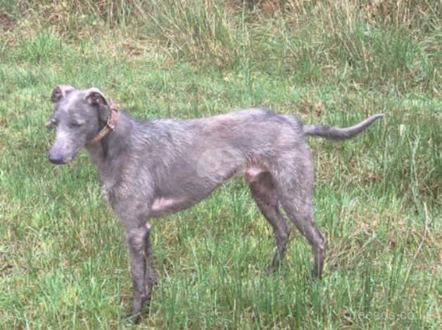 Bull best sale whippet greyhound