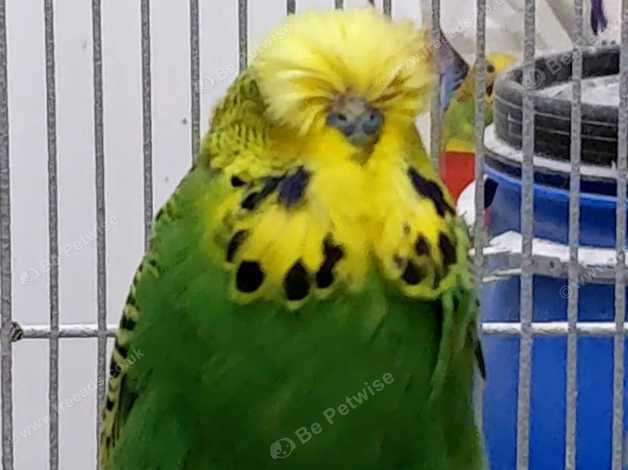 Exhibition budgerigars hot sale for sale