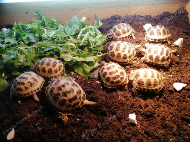 Horsfield Tortoise 2019 Hatchlings For Sale in Leicester LE4 on Freeads ...