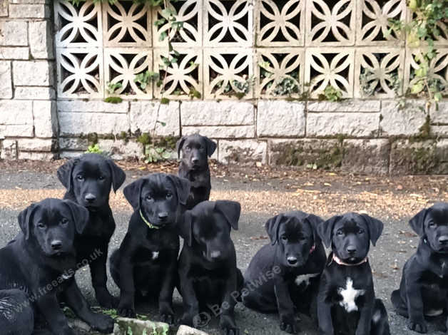 Labrador huntaway hot sale cross