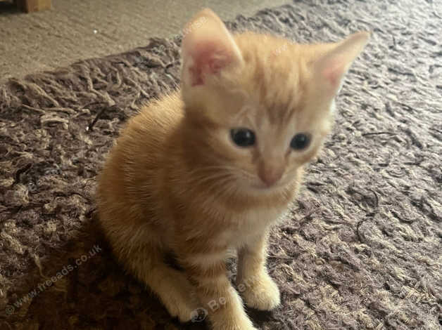 Ginger store bengal kitten